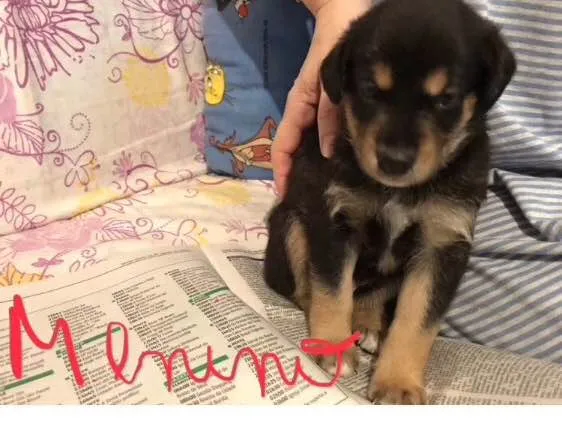 Cachorro ra a SRD idade Abaixo de 2 meses nome SEM NOME 