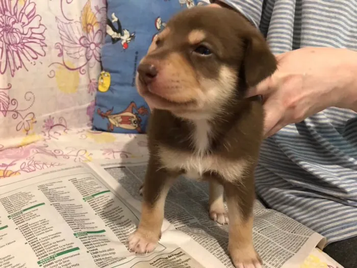 Cachorro ra a SRD idade Abaixo de 2 meses nome SEM NOME 