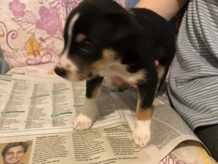 Cachorro ra a SRD idade Abaixo de 2 meses nome Sem nome