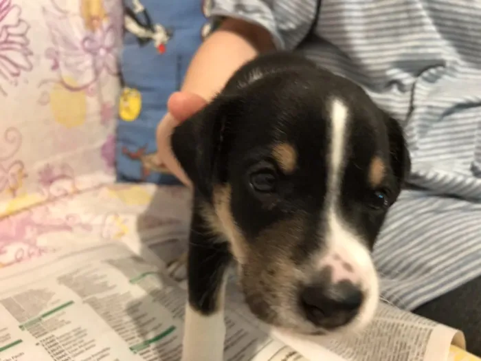 Cachorro ra a SRD idade Abaixo de 2 meses nome Sem nome
