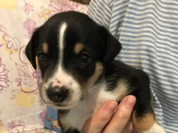 Cachorro ra a SRD idade Abaixo de 2 meses nome Sem nome