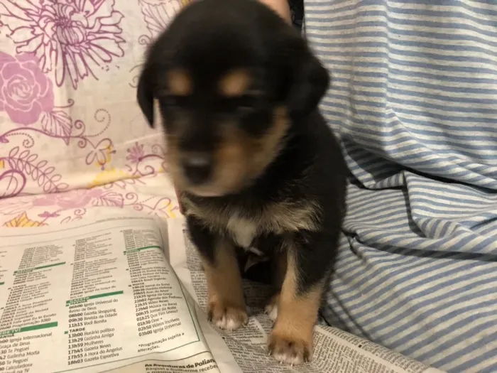 Cachorro ra a SRD idade 2 a 6 meses nome Sem nome