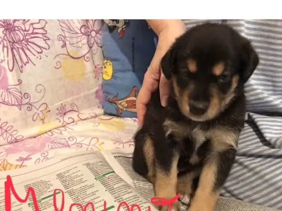 Cachorro ra a SRD idade 2 a 6 meses nome Sem nome