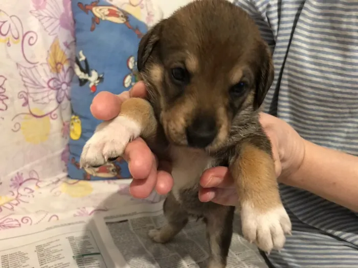 Cachorro ra a SRD idade Abaixo de 2 meses nome sem nome