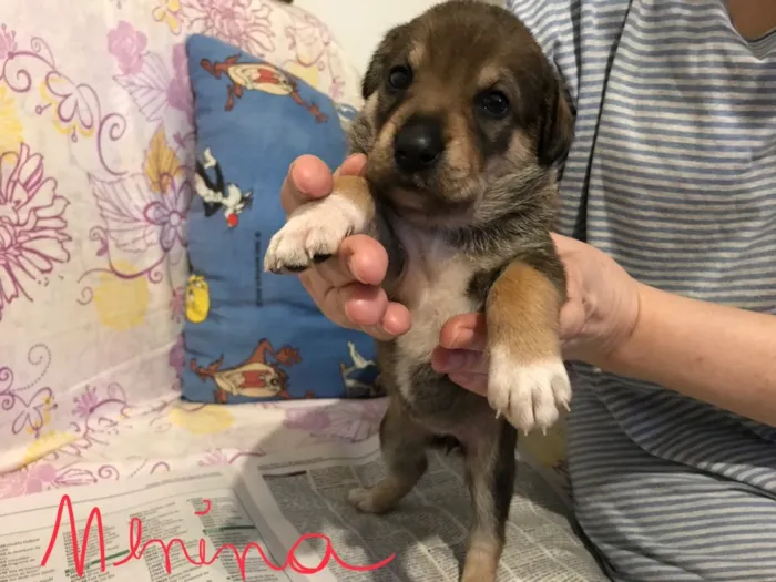 Cachorro ra a SRD idade Abaixo de 2 meses nome sem nome