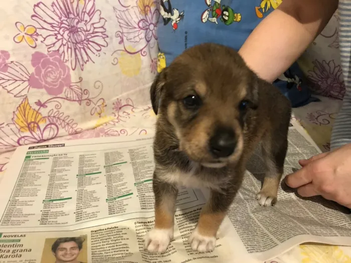 Cachorro ra a SRD idade Abaixo de 2 meses nome sem nome