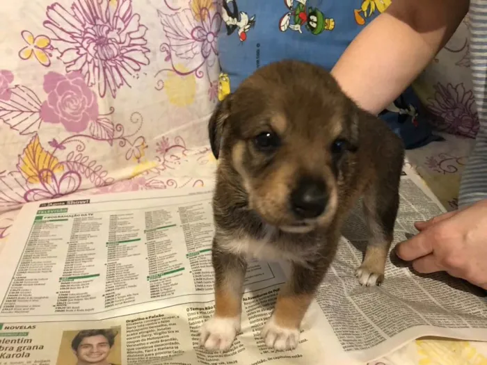 Cachorro ra a SRD idade Abaixo de 2 meses nome sem nome