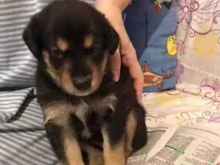 Cachorro ra a SRD idade 2 a 6 meses nome Sem nome