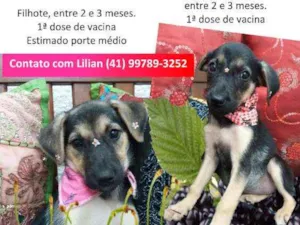 Cachorro raça SRD idade 2 a 6 meses nome Cereja e Amora
