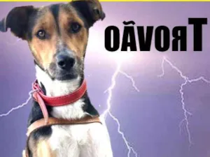 Cachorro raça SRD idade 1 ano nome TROVÃO