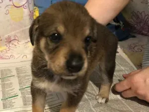 Cachorro raça SRD idade Abaixo de 2 meses nome sem nome