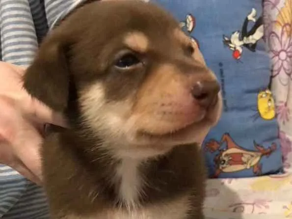 Cachorro ra a SRD idade Abaixo de 2 meses nome SEM NOME 