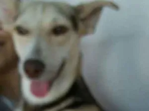 Cachorro raça Misturado idade  nome Desconhecido