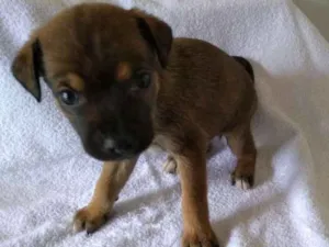 Cachorro raça srd idade Abaixo de 2 meses nome TATI