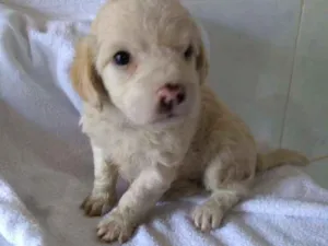 Cachorro raça srd idade Abaixo de 2 meses nome DUDA