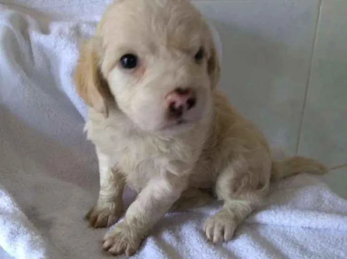 Cachorro ra a srd idade Abaixo de 2 meses nome DUDA