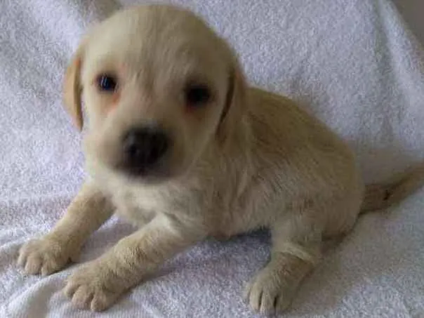 Cachorro ra a srd idade Abaixo de 2 meses nome lolrenzo