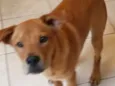 Pongo