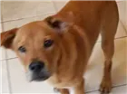 Cachorro raça Mestiço de Chow Chow idade 7 a 11 meses nome Pongo