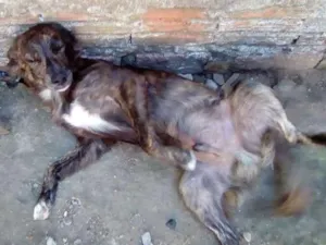 Cachorro raça Indefinido idade 2 a 6 meses nome Akiles