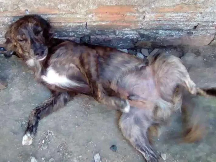 Cachorro ra a Indefinido idade 2 a 6 meses nome Akiles