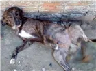 Cachorro raça Indefinido idade 2 a 6 meses nome Akiles