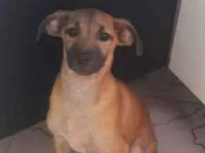 Cachorro raça Vira lata  idade 2 a 6 meses nome Nao tem 