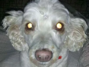 Cachorro raça Poodlu idade 4 anos nome Laila