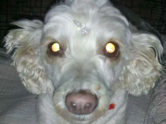 Cachorro ra a Poodlu idade 4 anos nome Laila