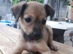 Cachorro raça Vira Lata misturado com Pitbul idade Abaixo de 2 meses nome Sem nome definido 
