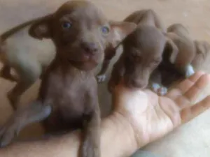 Cachorro raça Vira lata idade 2 a 6 meses nome Linda