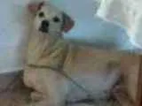 Cachorro raça  idade 5 anos nome Princesa
