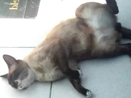 Gato ra a Vira-latas  idade 7 a 11 meses nome Snow drac