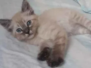 Gato raça Não tem idade 2 a 6 meses nome Sem nome