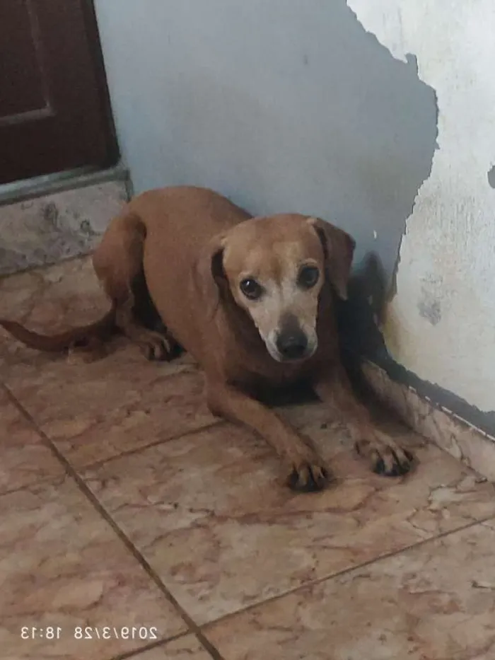 Cachorro ra a Salsichinha idade 5 anos nome Sem nome