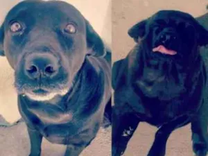 Cachorro raça Vira Latas e Labrador idade 6 ou mais anos nome Bizigui - Pantera e 