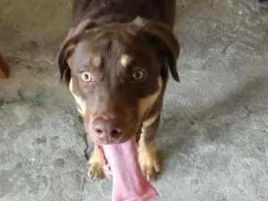 Cachorro raça Labrador misto idade 7 a 11 meses nome Thor