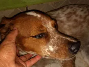 Cachorro raça Vira lata idade 2 a 6 meses nome Guell
