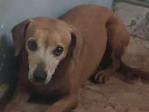 Cachorro raça Salsichinha idade 5 anos nome Sem nome