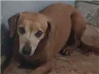 Cachorro raça Salsichinha idade 5 anos nome Sem nome