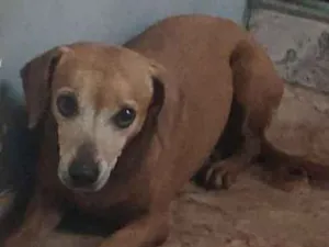 Cachorro raça Salsichinha idade 5 anos nome Sem nome