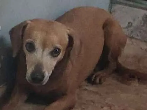 Cachorro ra a Salsichinha idade 5 anos nome Sem nome