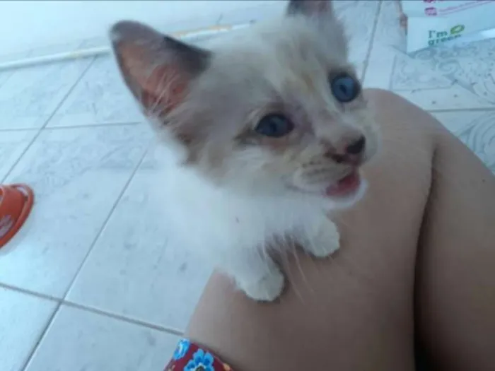 Gato raça Mestiço idade Abaixo de 2 meses nome Gatinho Macho