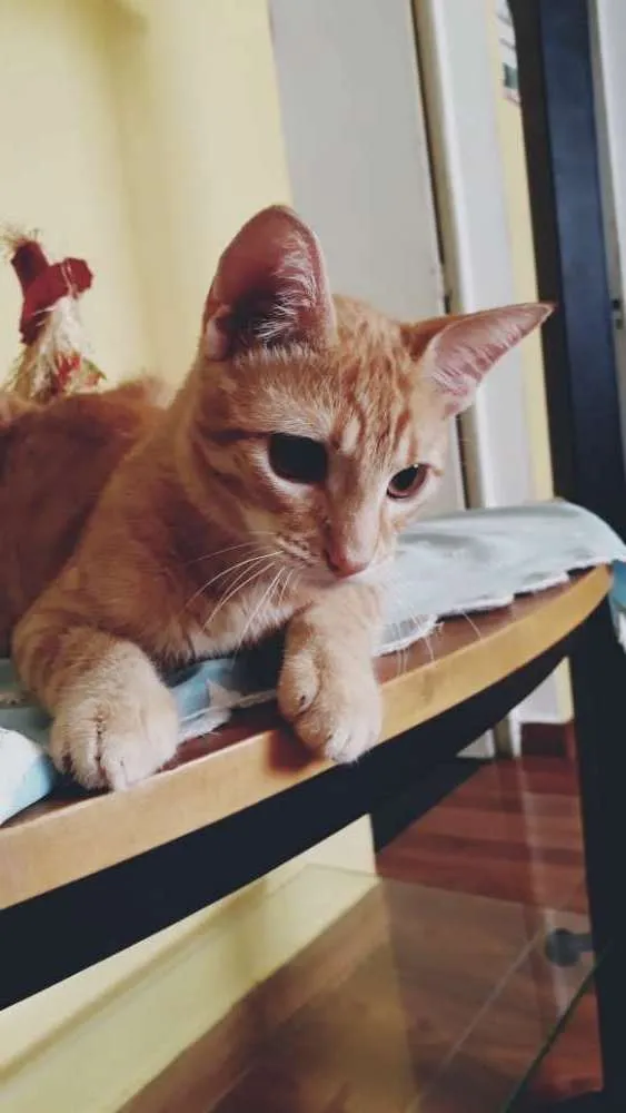 Gato ra a SRD idade 2 a 6 meses nome Garfield