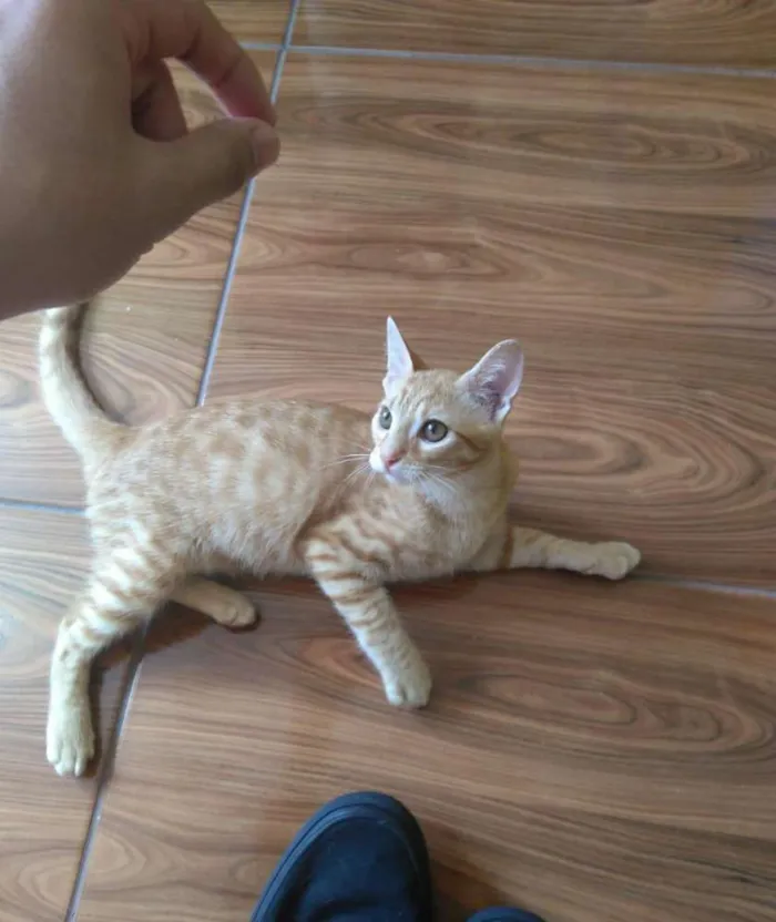 Gato ra a SRD idade 2 a 6 meses nome Garfield