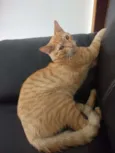 LEX