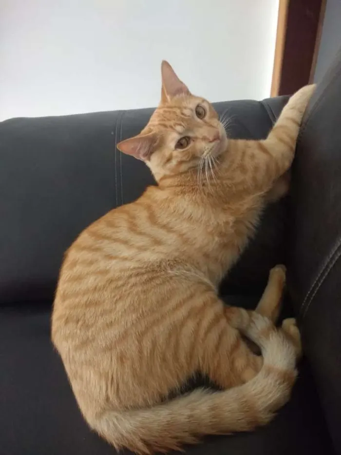 Gato raça Indefinido idade 7 a 11 meses nome LEX