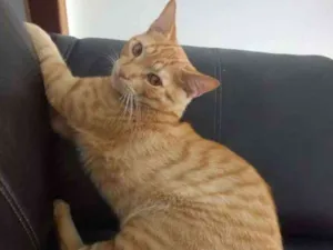 Gato raça Indefinido idade 7 a 11 meses nome LEX
