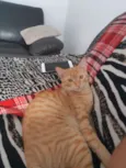 LEX