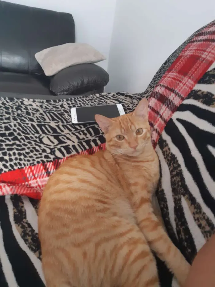 Gato raça Indefinido idade 7 a 11 meses nome LEX